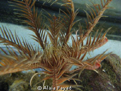 This is a type of sea star, still looking for the name :P by Alaia Fayad 